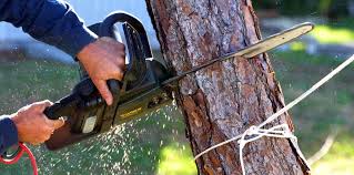 Best Tree Preservation Services  in Virginia, IL