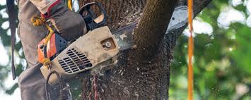 Best Tree and Shrub Care  in Virginia, IL