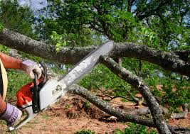 Best Tree Removal  in Virginia, IL