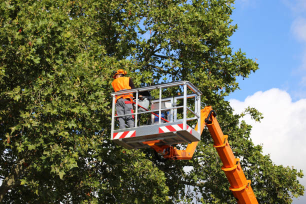 Best Hazardous Tree Removal  in Virginia, IL