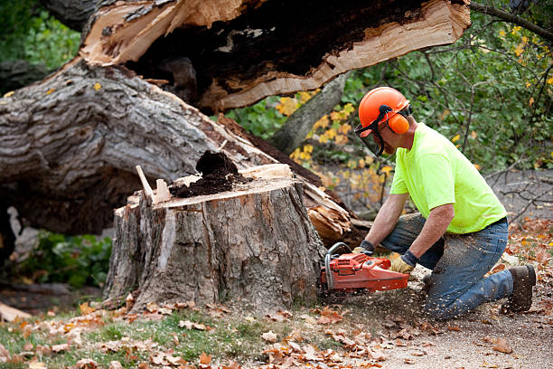 Best Arborist Consultation Services  in Virginia, IL