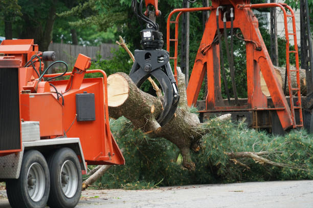 Best Fruit Tree Pruning  in Virginia, IL