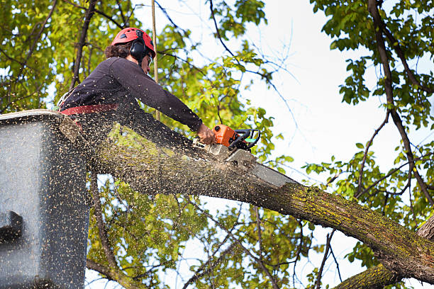 Best Tree Disease Treatment  in Virginia, IL